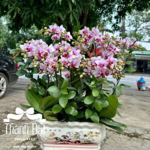 Mẫu Lan Hồ Điệp – HĐ91