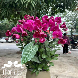 Mẫu Lan Hồ Điệp – HĐ77