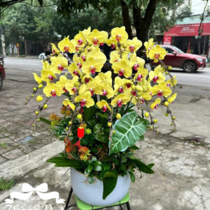 Mẫu Lan Hồ Điệp – HĐ78
