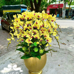 Mẫu Lan Hồ Điệp – HĐ79