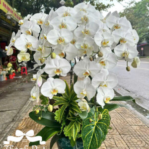 Mẫu Lan Hồ Điệp – HĐ80