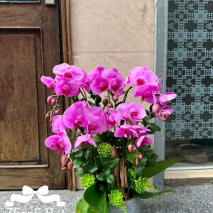 Mẫu Lan Hồ Điệp – HĐ81