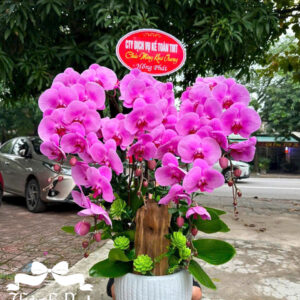 Mẫu Lan Hồ Điệp – HĐ82
